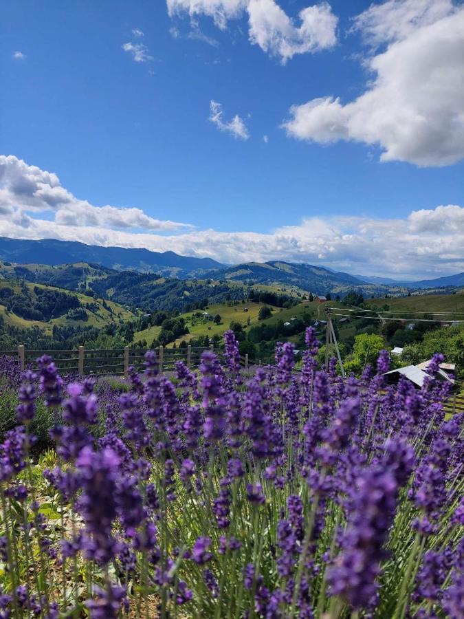 Lavender Valley Perekrestnoye Extérieur photo