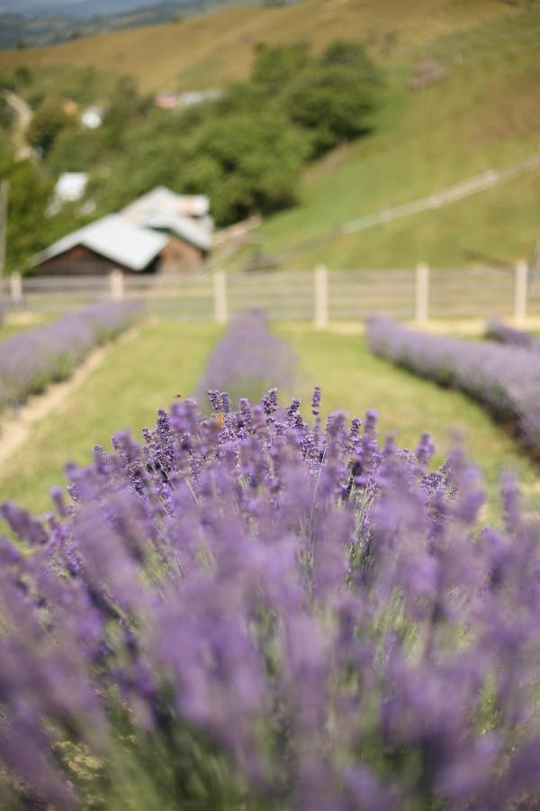 Lavender Valley Perekrestnoye Extérieur photo