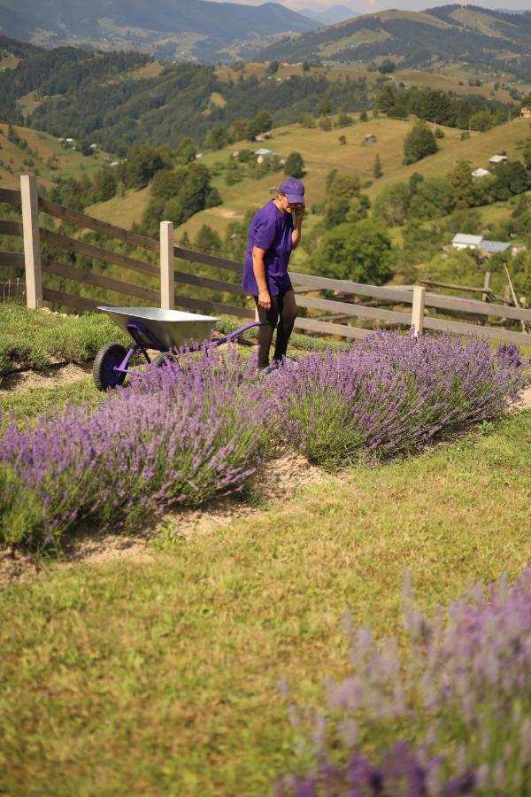 Lavender Valley Perekrestnoye Extérieur photo