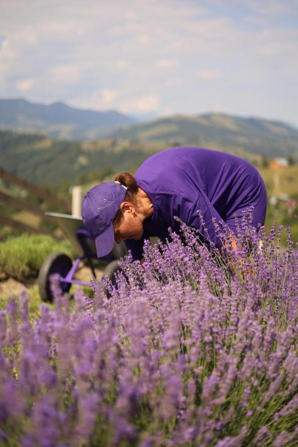 Lavender Valley Perekrestnoye Extérieur photo